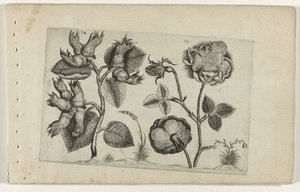 Hazelaar ruusuissa Cognoscite Lily (sarjan nimi) tekijältä Crispijn van de Passe (I) (attributed to)