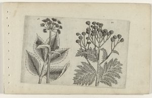 Hertswortel ja boerenwormkruid Tunne liljat (sarjan nimi) tekijältä Crispijn van de Passe (I) (attributed to)