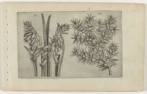 Hyacint en jenerbes Coneix la Lilia (títol de la sèrie) finès tekijältä Crispijn van de Passe (I) (attributed to)