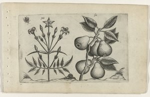Jasmiini ja päärynä Cognoscite lilia (sarjan nimi) tekijältä Crispijn van de Passe (I) (attributed to)