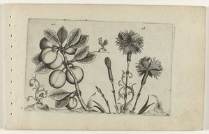 Kerspruit en tuinanjer Tunne liljat (sarjan nimi) tekijältä Crispijn van de Passe (I) (attributed to)