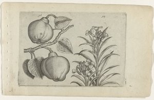 Kweepeer ja muurbloem Cognoscite Lily (sarjan nimi) tekijältä Crispijn van de Passe (I) (attributed to)