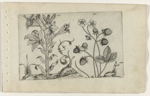 Madonnalelie en aardbei Tunne liljat (sarjan nimi) tekijältä Crispijn van de Passe (I) (attributed to)