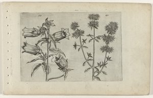 Mariette kello ja meirami Cognoscite lilia (sarjan nimi) tekijältä Crispijn van de Passe (I) (attributed to)