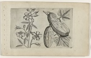 Muskusroos en kommer Tunne liljat (sarjan nimi) tekijältä Crispijn van de Passe (I) (attributed to)