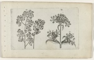 Seinäsaniainen ja saippuajuuri Cognoscite lilia (sarjan nimi) tekijältä Crispijn van de Passe (I) (attributed to)