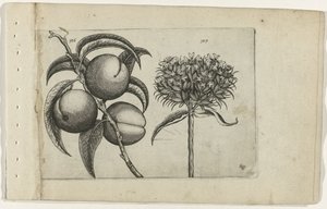Persikka ja palava rakkaus Cognoscite lilia (sarjan nimi) tekijältä Crispijn van de Passe (I) (attributed to)