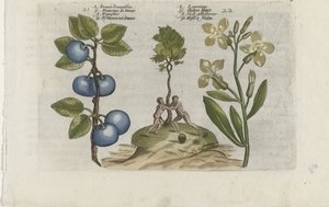Pruim en muurbloem Pruna Damasena / Leucojum (otsikko esineessä) Tunne liljat (sarjan nimi) tekijältä Crispijn van de Passe (I) (attributed to)