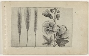 Rogge en stokroos Tunne liljat (sarjan nimi) tekijältä Crispijn van de Passe (I) (attributed to)
