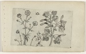 Terävä leinikki ja peltovaahtera Cognoscite lilia (sarjan nimi) tekijältä Crispijn van de Passe (I) (attributed to)