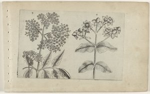 Sering en mansbloed Tunne liljat (sarjan nimi) tekijältä Crispijn van de Passe (I) (attributed to)
