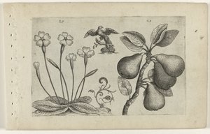 Sleutelbloem en peer Tunne liljat (sarjan nimi) tekijältä Crispijn van de Passe (I) (attributed to)