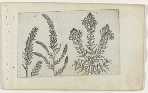 Tamarisk en vlasbekje Tunne liljat (sarjan nimi) tekijältä Crispijn van de Passe (I) (attributed to)