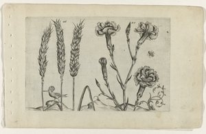 Tarwe en tuinanjer Tunne liljat (sarjan nimi) tekijältä Crispijn van de Passe (I) (attributed to)