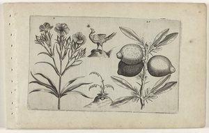 Tuinanjer en citroen Tunne liljat (sarjan nimi) tekijältä Crispijn van de Passe (I) (attributed to)