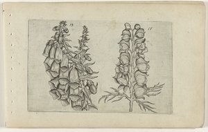 Foxglove ja Blue Monkshood Cognoscite lilia (sarjan nimi)