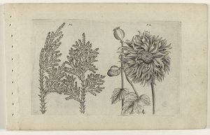 Seitsemänpuu ja nukkuva maapallo Cognoscite lilia (sarjan nimi) tekijältä Crispijn van de Passe (I) (attributed to)