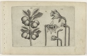 Zure kers en wilde narcissus Tunne liljat (sarjan nimi)