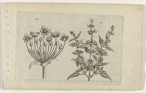 Joutsenkukka ja pienikukkainen salvia Cognoscite lilia (sarjan nimi) tekijältä Crispijn van de Passe (I) (attributed to)