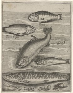 Studieblad met vijf vissen Fish live -kuvakkeet (sarjan nimi) tekijältä Crispijn van de Passe (I)