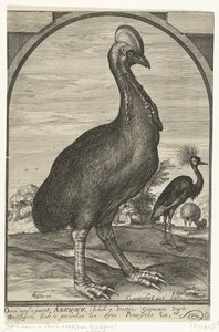 Cassowary, tuoja Willem Jacobsz. Itä-Intiasta ja annettu prinssi Mauritsille, 1614 tekijältä Crispijn van den Queborn (attributed to)