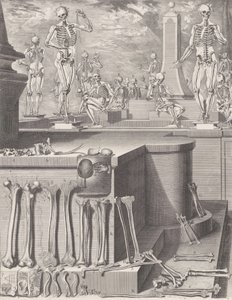 Lauta "Atlas Anatomico" -julkaisulle julkaisematon, Levy n. 1680-9..., levy n. 1680-94, painettu 1740. tekijältä Crisóstomo Martínez