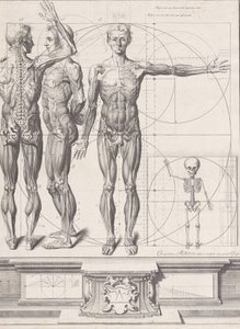 Lauta "Atlas Anatomico" -julkaisulle julkaisematon, levy n. 1680-9..., levy n. 1680-94, painettu 1740. tekijältä Crisóstomo Martínez