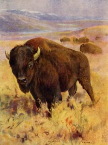 Eläintarhassa: Bison (väri litho)