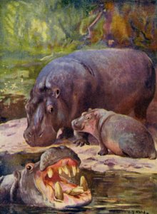 Eläintarhassa: Virtahepo (väri litho)