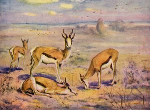 Eläintarhassa: Springboks (väri litho)