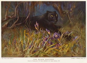 Musta pantteri (väri litho)