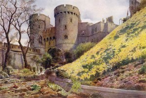 Narsissit kukkulalla pyöreän tornin alla, Windsorin linna (väri litho)