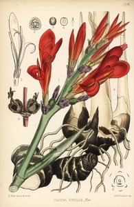 Intialainen shotti, achira tai meeru, Canna indica (Canna edulis). Hanhartin käsinvärinen litografia David Blairin kasvitieteellisen kuvituksen jälkeen Robert Bentleyn ja Henry Trimenin lääkekasveista Lontoossa tekijältä D. Blair