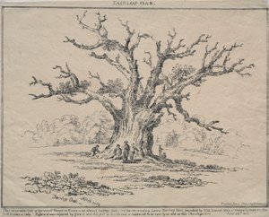 Fairlop Oak, 1811. tekijältä D. H. Redman