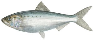 Amerikkalainen särkikala (akvarelli)