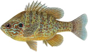 Kurpitsansiemenkala (värikynät)