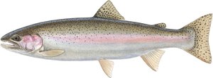 Kirjolohi (akvarelli)