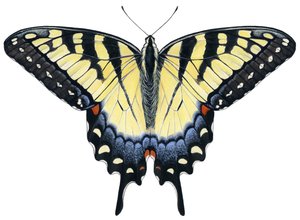 Tiger Swallowtail perhonen (guassi)