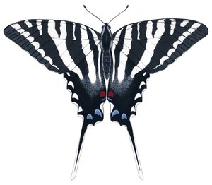 Zebra Swallowtail perhonen (guassi)