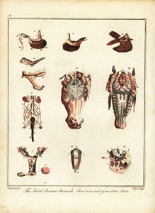 Hevosen anatomia. 1792 (kaiverrus)