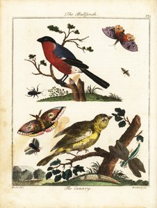 Bullfinch, kanarialintu, perhonen, koi jne. 1792 (kaiverrus)