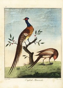 Englannin fasaanit, uros ja naaras. 1792 (kaiverrus)