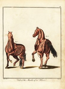 Hevosen lihaksisto. 1792 (kaiverrus)