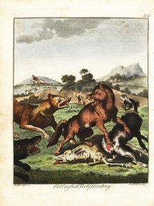 Vanha englantilainen susimetsästys. 1792 (kaiverrus)