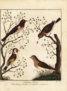 Laululinnut: metsäkiiru, pellava, kultavarpu, taivaskiuru. 1792 (kaiverrus)