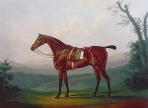 Kilpahevosen muotokuva