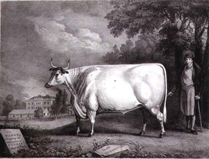 Paroni, Charles Joseph Hullamandelin (1789-1850) kaivertama palkintolyhennys (The Nannau White Cow) 1824