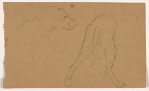 Piirros, Milo (pointteri), pää ja vartalo, n. 1862. tekijältä Daniel Huntington