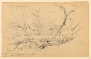 Maple Trunk, Across Old Logging Road, Dalton tekijältä Daniel Huntington