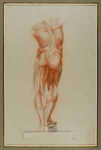Écorché (Lihasrakenteen kuviotutkimus), n. 1848 (liitua ja grafiittia paperilla) tekijältä Daniel Huntington